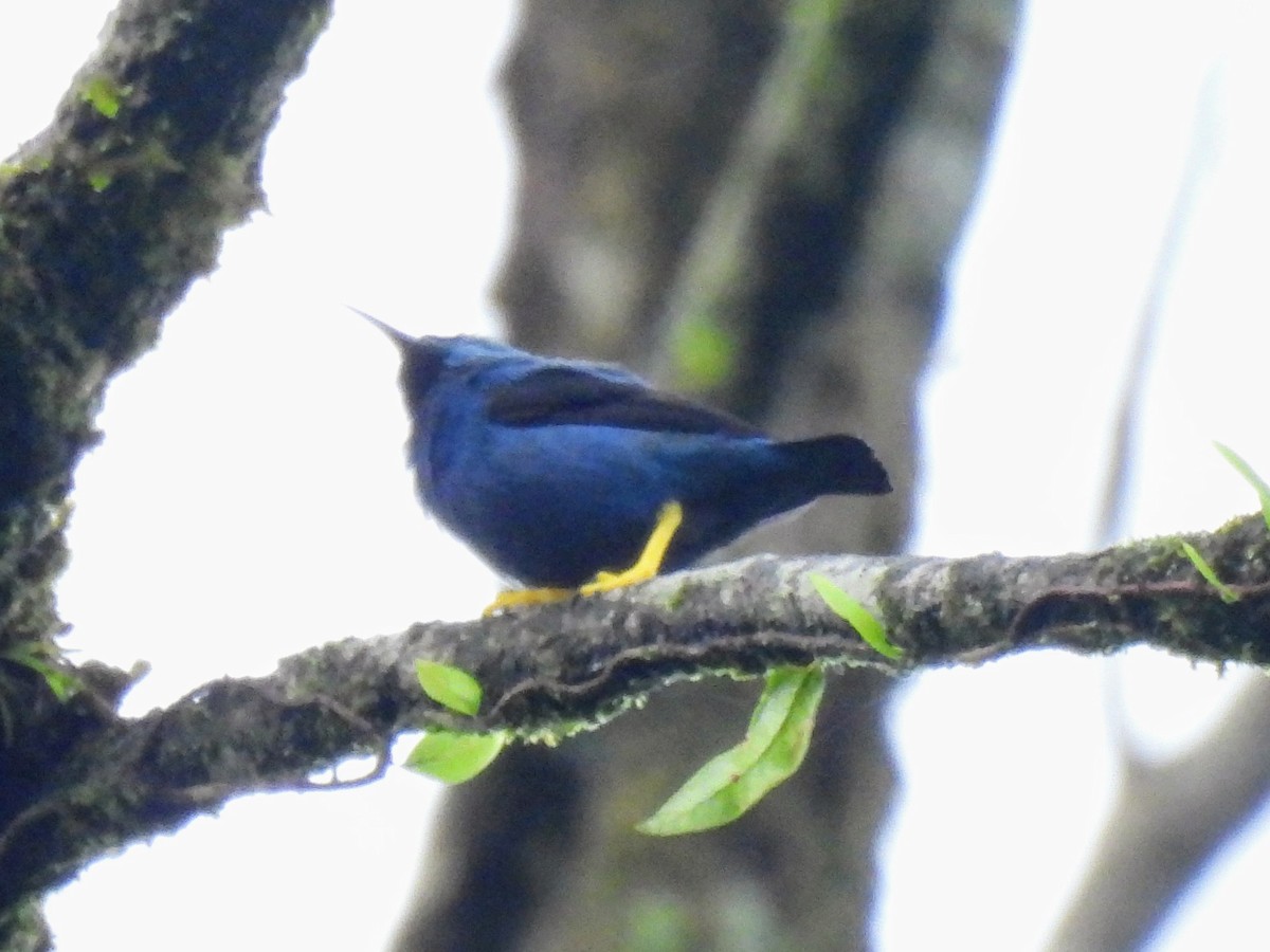 Azurnaschvogel - ML620321228