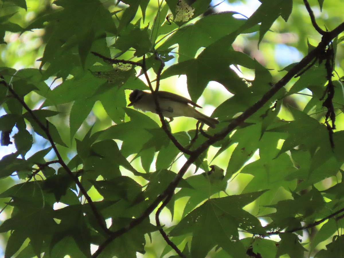 Red-eyed Vireo - ML620321229