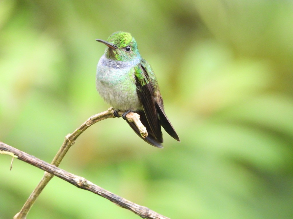 Blue-chested Hummingbird - ML620321246