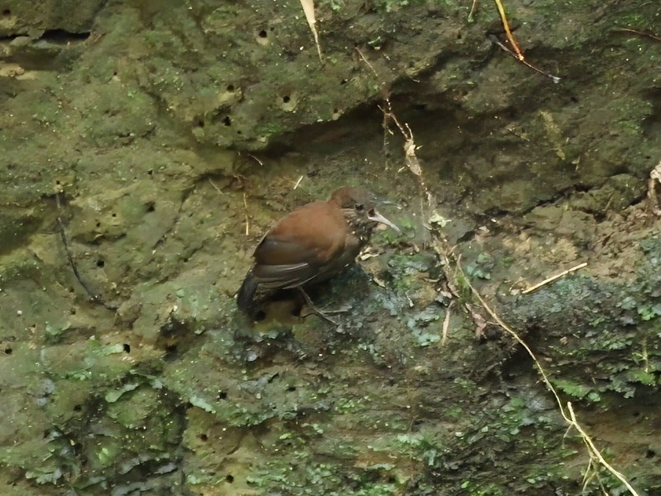 Sharp-tailed Streamcreeper - ML620321250