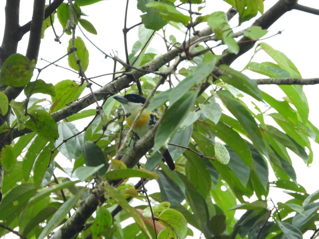 Spot-crowned Barbet - ML620321253