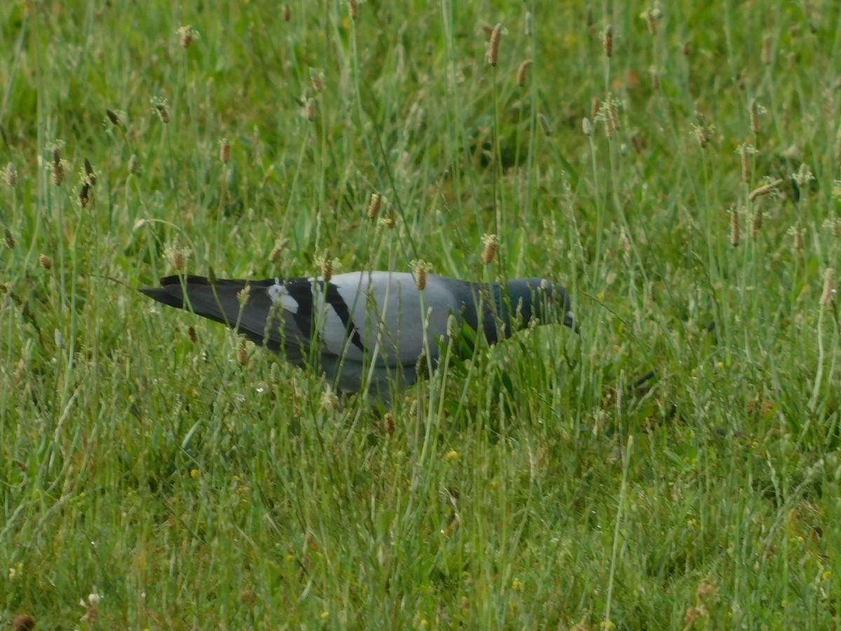 Rock Pigeon (Feral Pigeon) - ML620321254