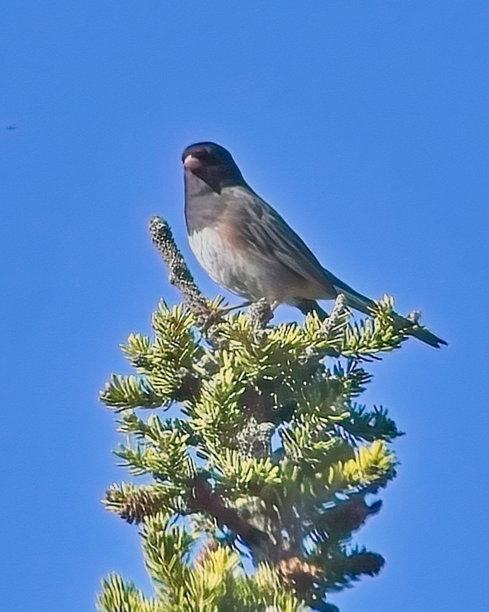 Junco ardoisé - ML620321260