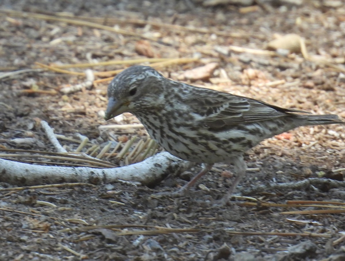 Cassin's Finch - ML620321263