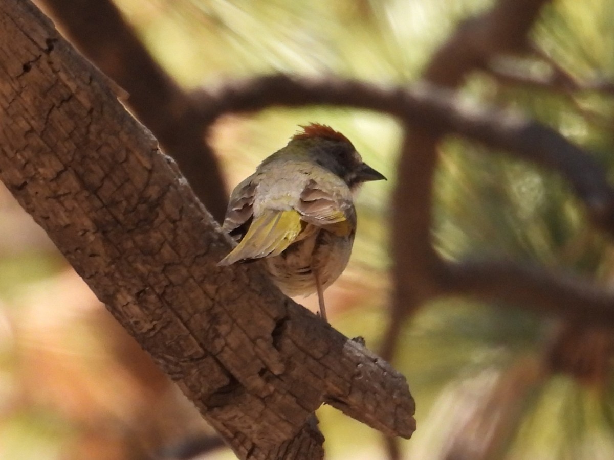 Green-tailed Towhee - ML620321270