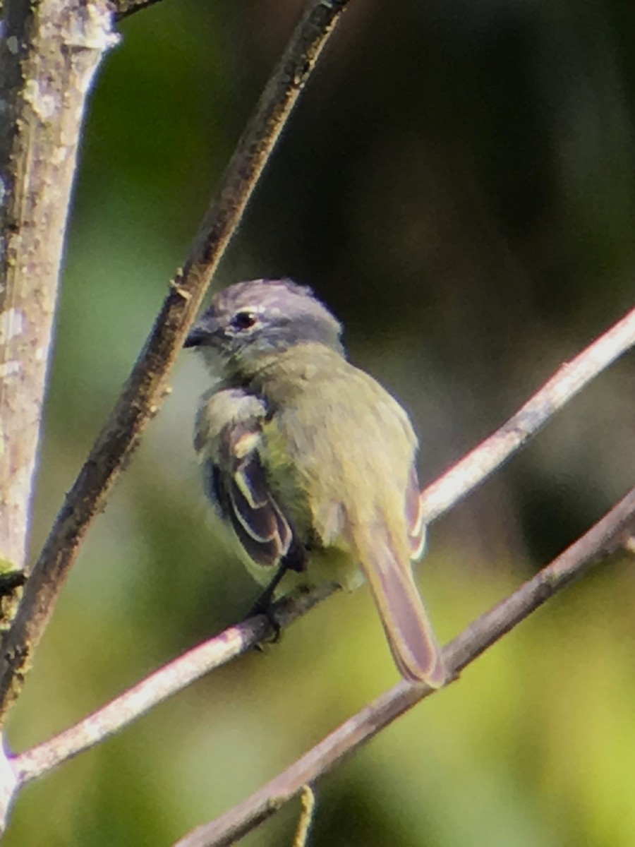 Sooty-headed Tyrannulet - ML620321286