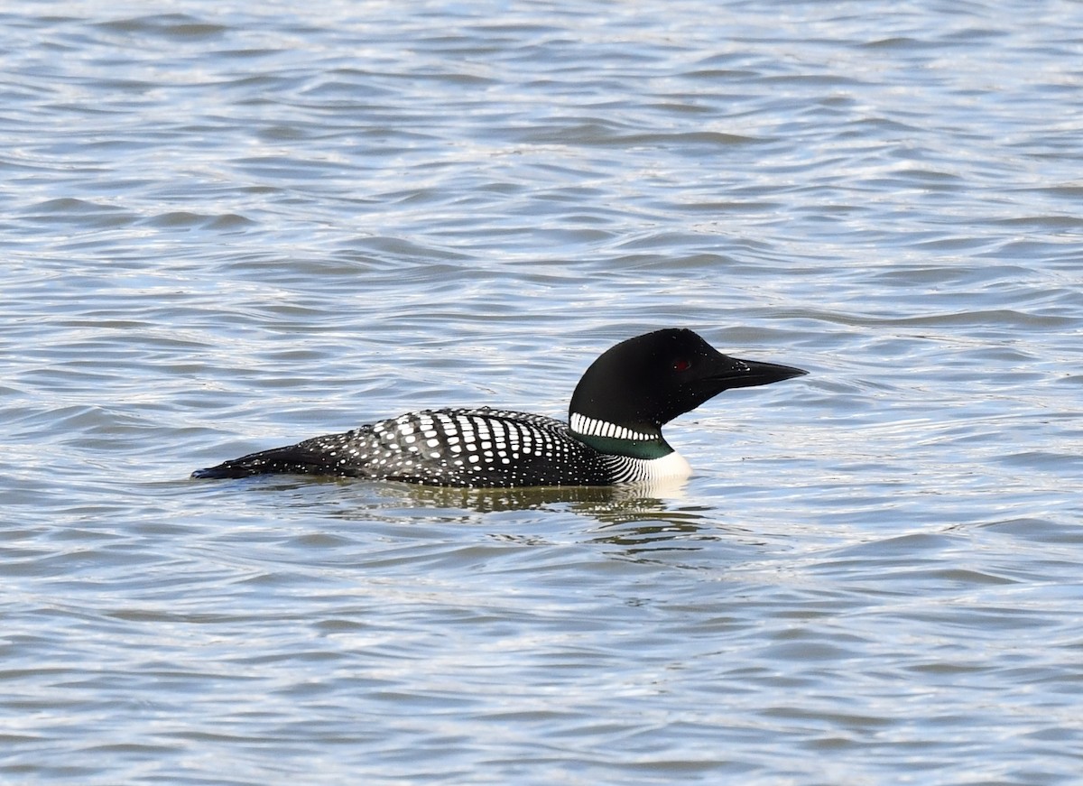 Plongeon huard - ML620321301