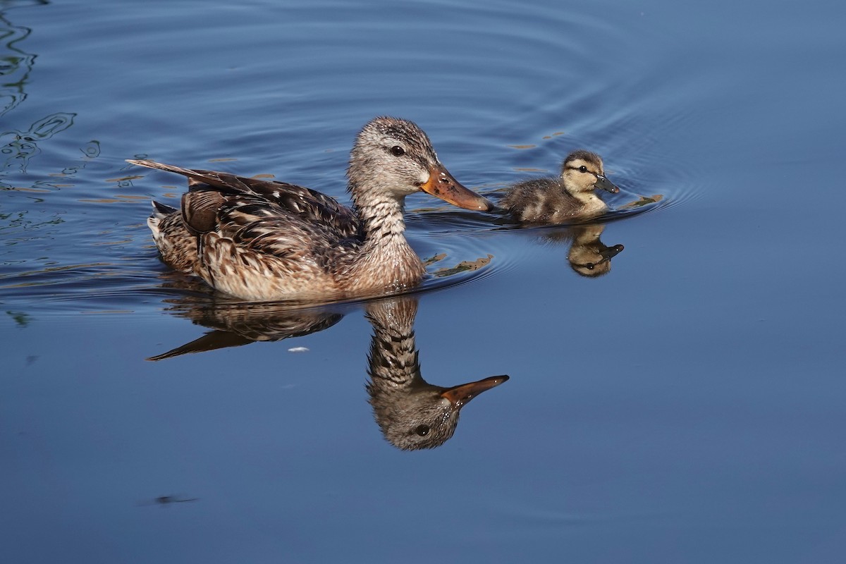 Canard colvert - ML620321302