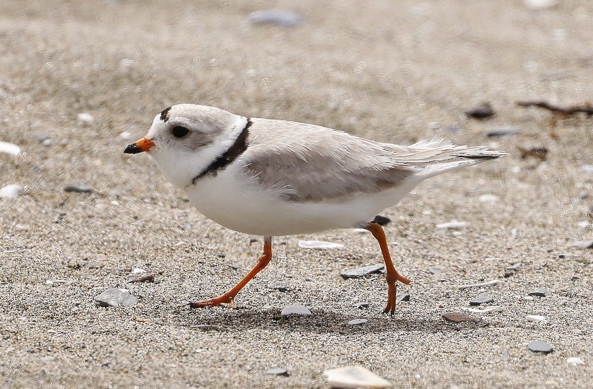 Piping Plover - ML620321315