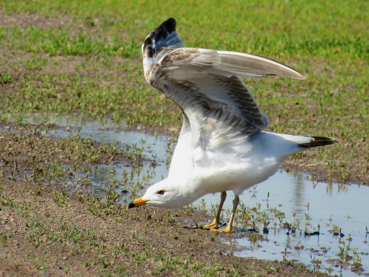 Ring-billed Gull - ML620321319