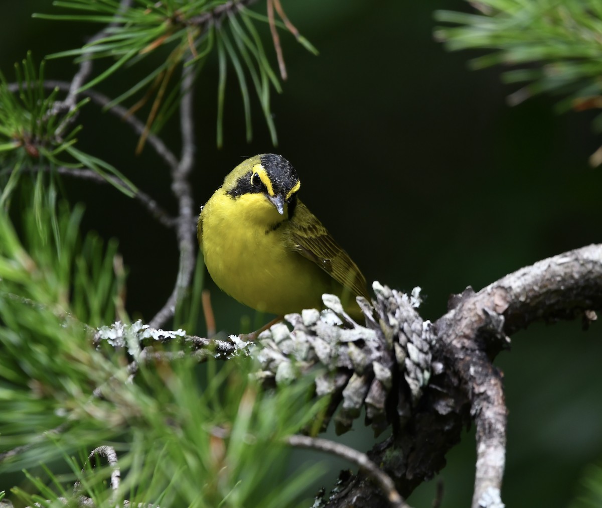 Kentucky Warbler - ML620321326