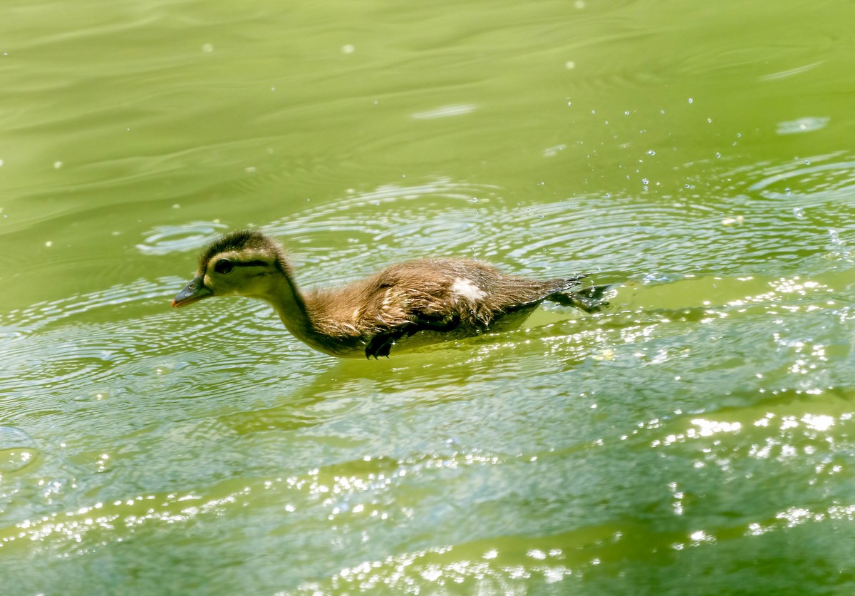 Wood Duck - ML620321328