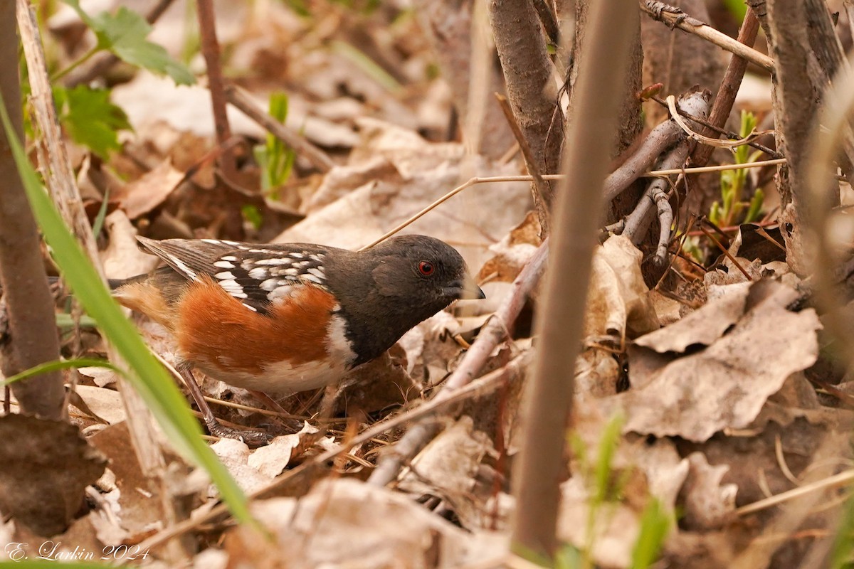 Spotted Towhee - ML620321335