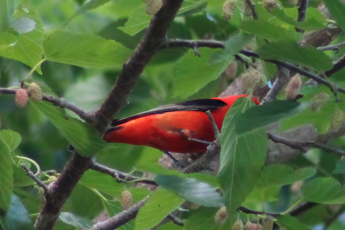 Scarlet Tanager - ML620321337