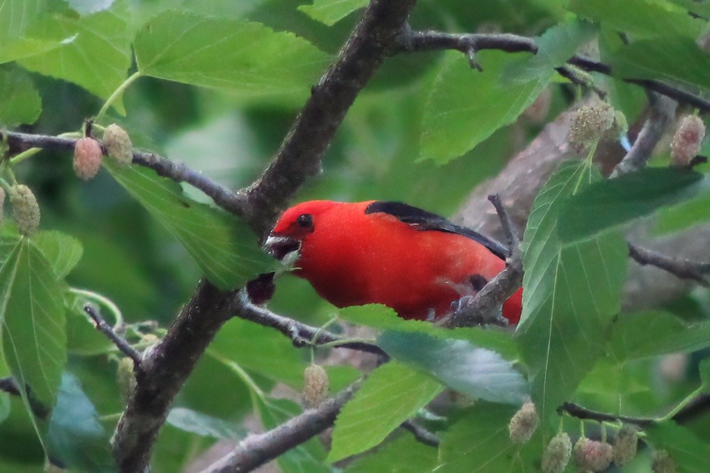 Scarlet Tanager - ML620321338