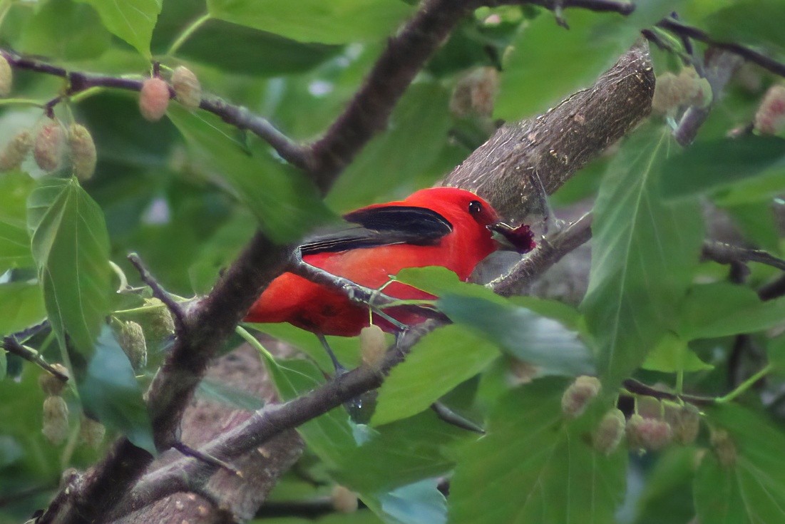 Scarlet Tanager - ML620321342