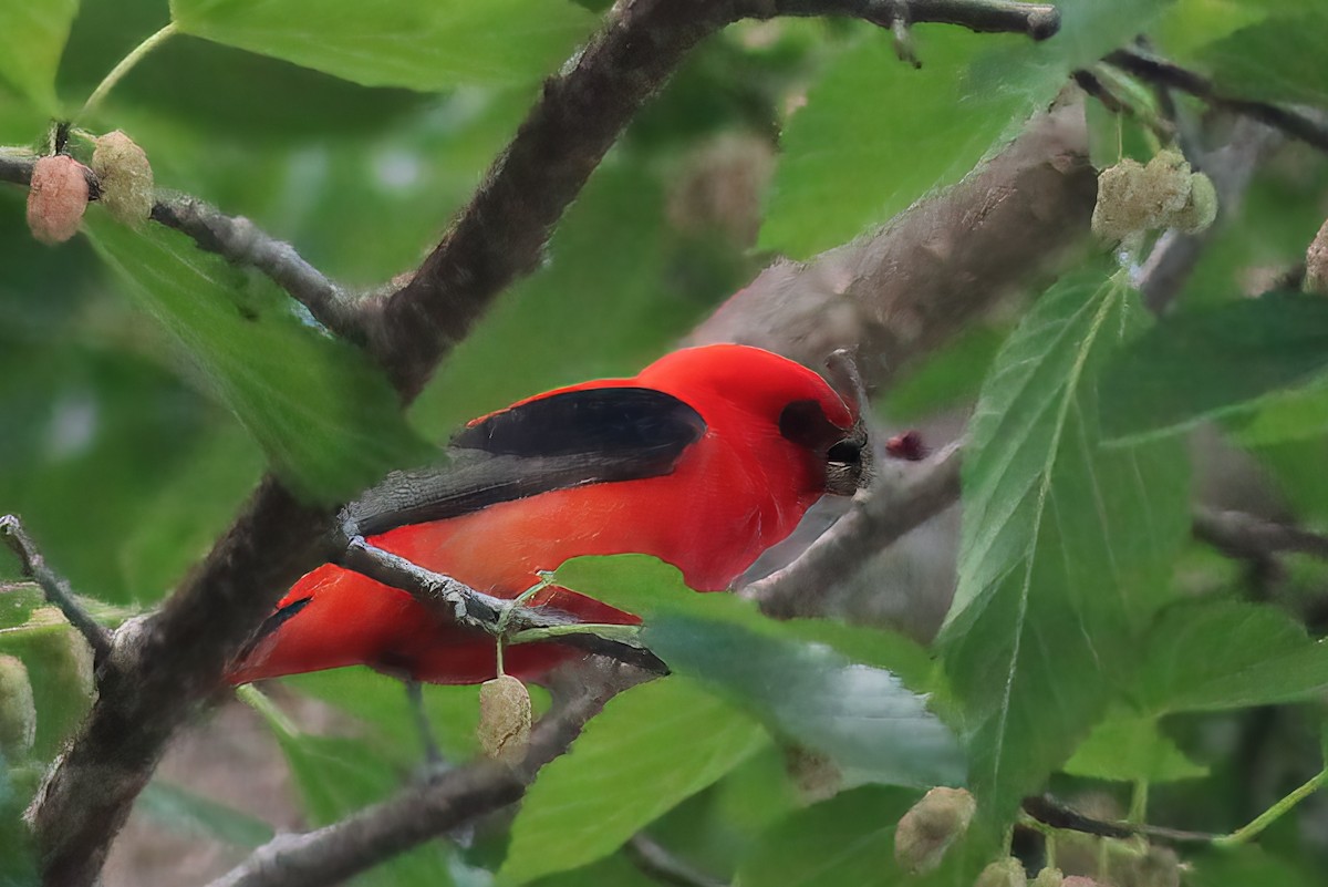 Scarlet Tanager - ML620321343