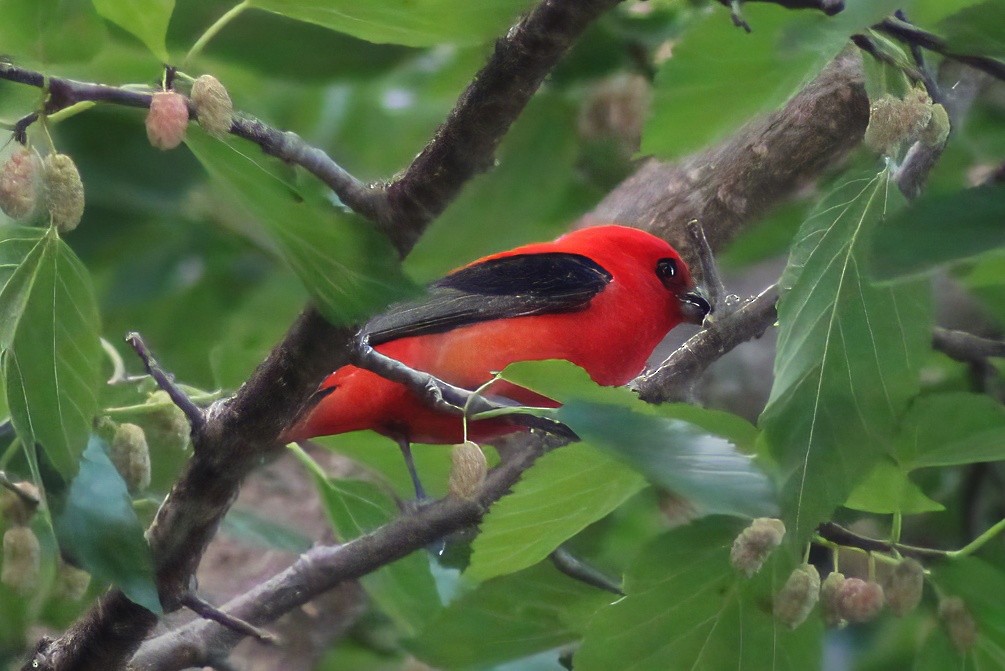 Scarlet Tanager - ML620321344