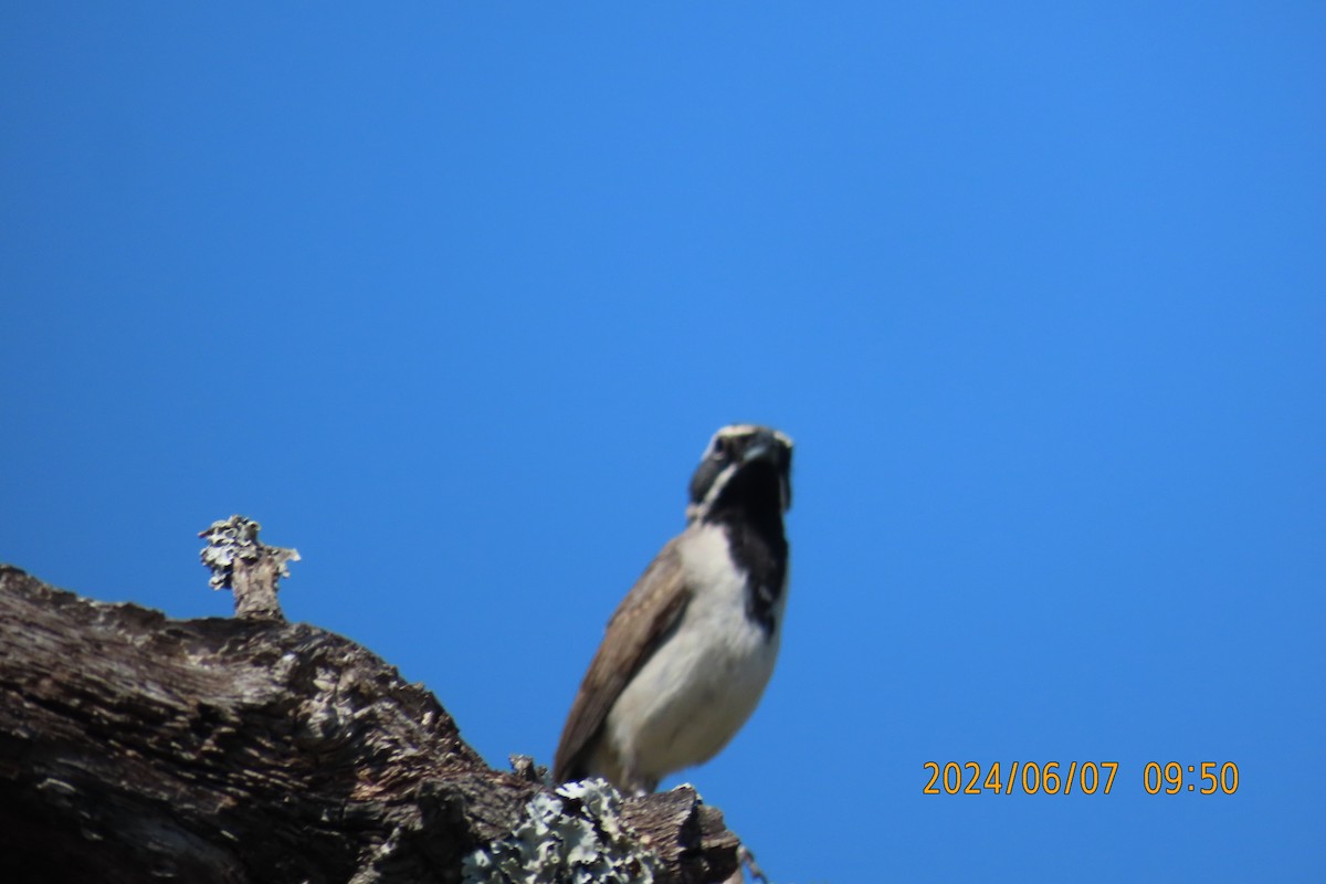Black-throated Sparrow - ML620321357