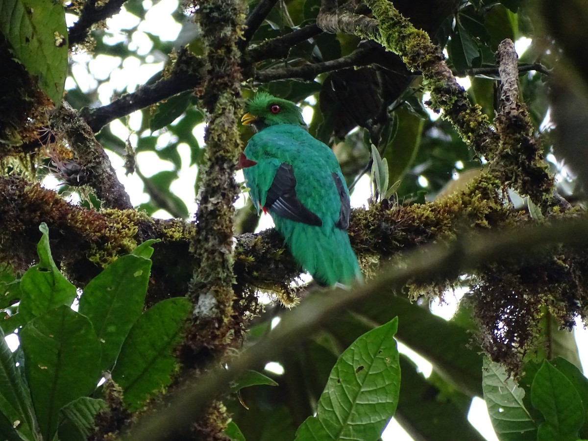 Crested Quetzal - ML620321363
