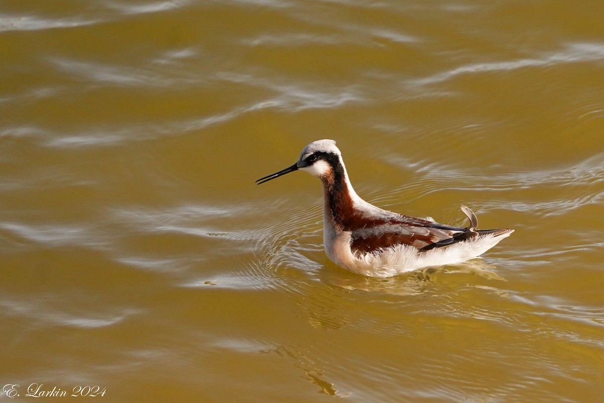 hvithalesvømmesnipe - ML620321366