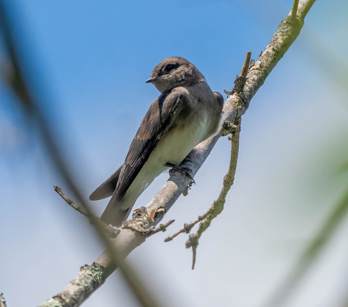 Northern Rough-winged Swallow - ML620321368
