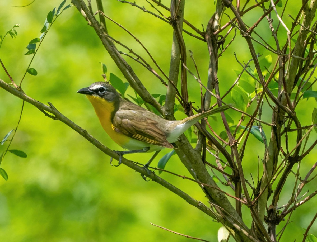 Yellow-breasted Chat - ML620321374