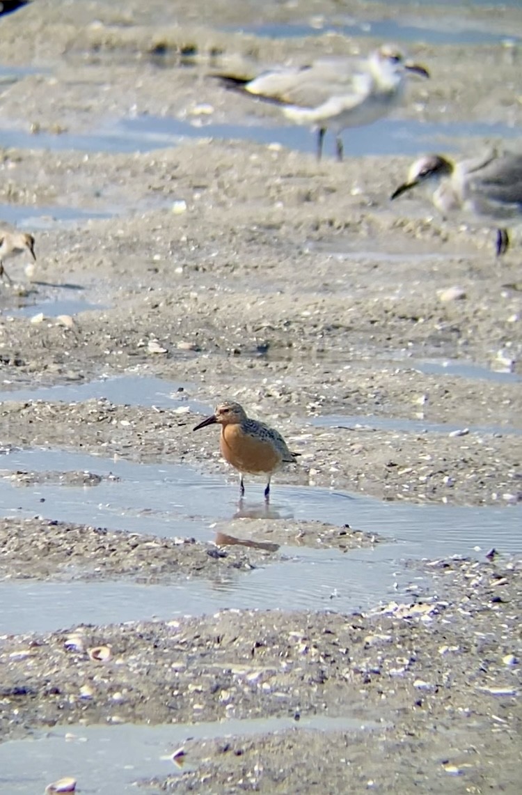 Red Knot - ML620321413
