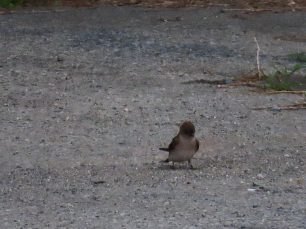 Northern Rough-winged Swallow - ML620321415