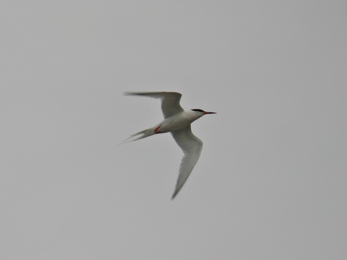 Roseate Tern - ML620321416