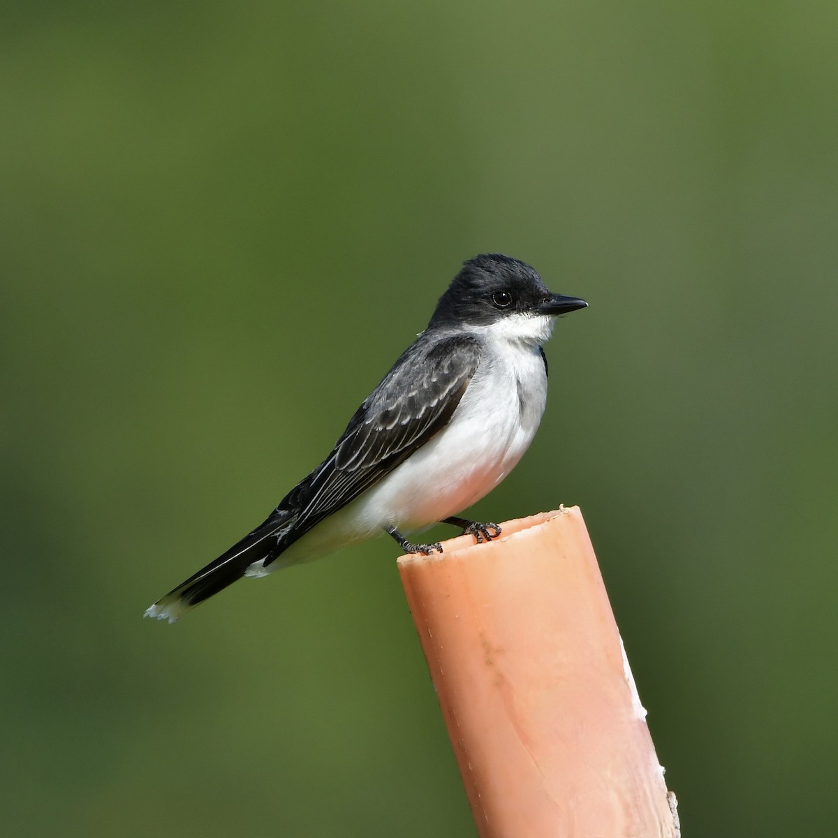 Eastern Kingbird - ML620321417