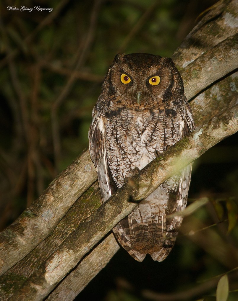 Long-tufted Screech-Owl - ML620321422