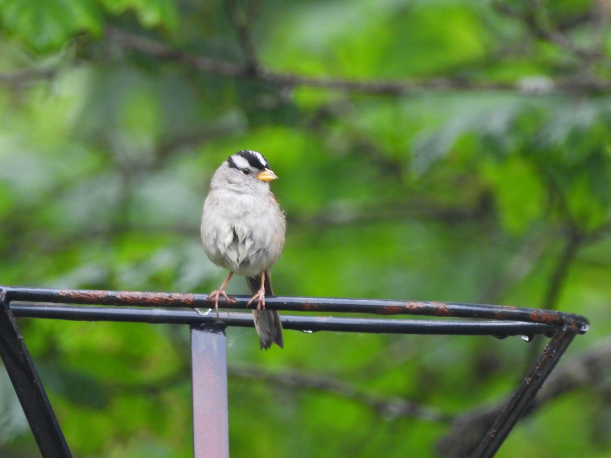 White-crowned Sparrow - ML620321432
