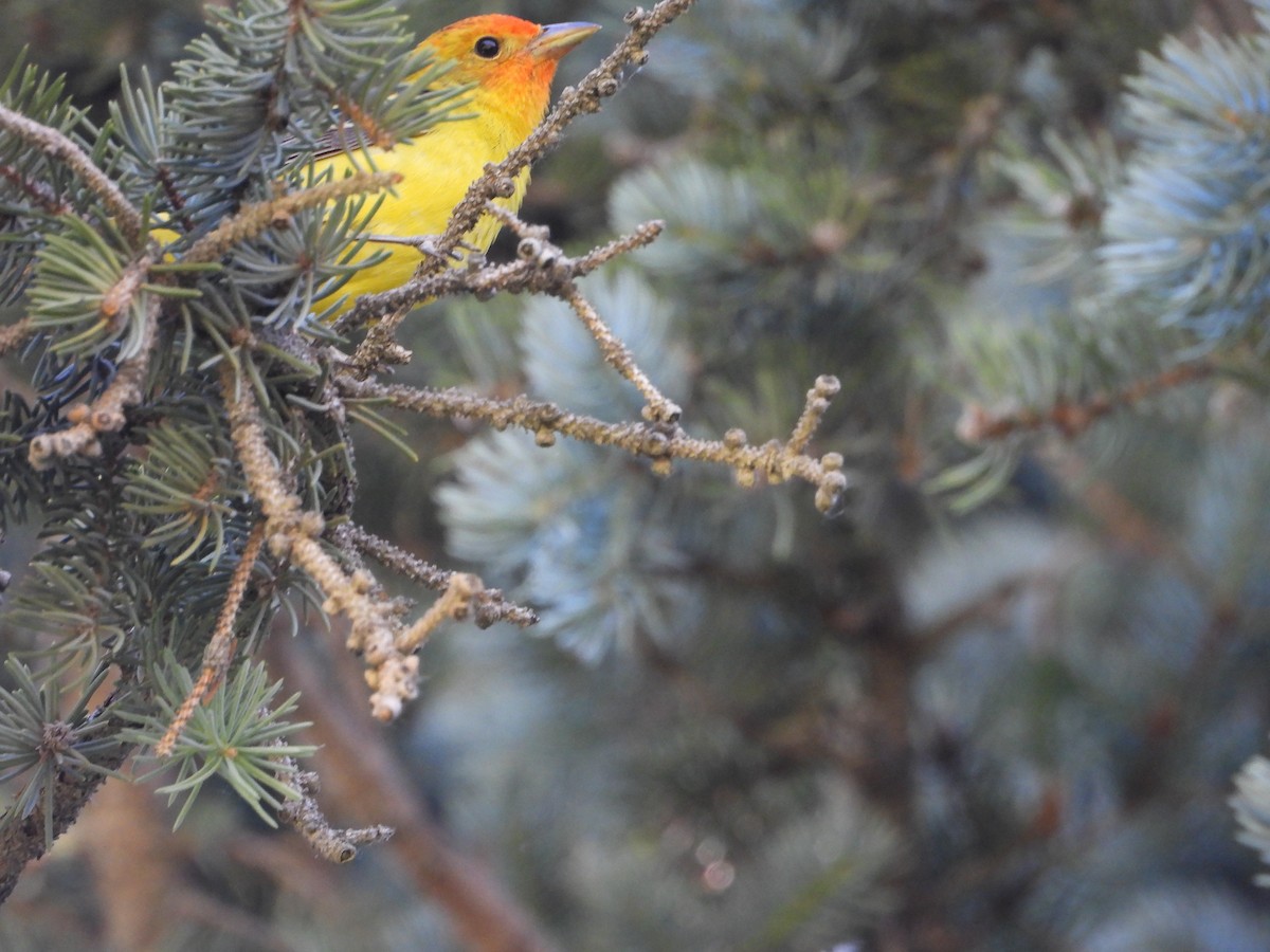 Western Tanager - ML620321439