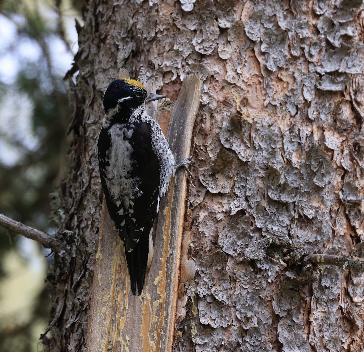 American Three-toed Woodpecker - ML620321458