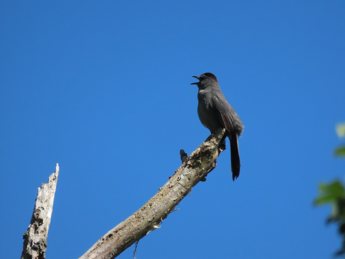 Gray Catbird - ML620321463