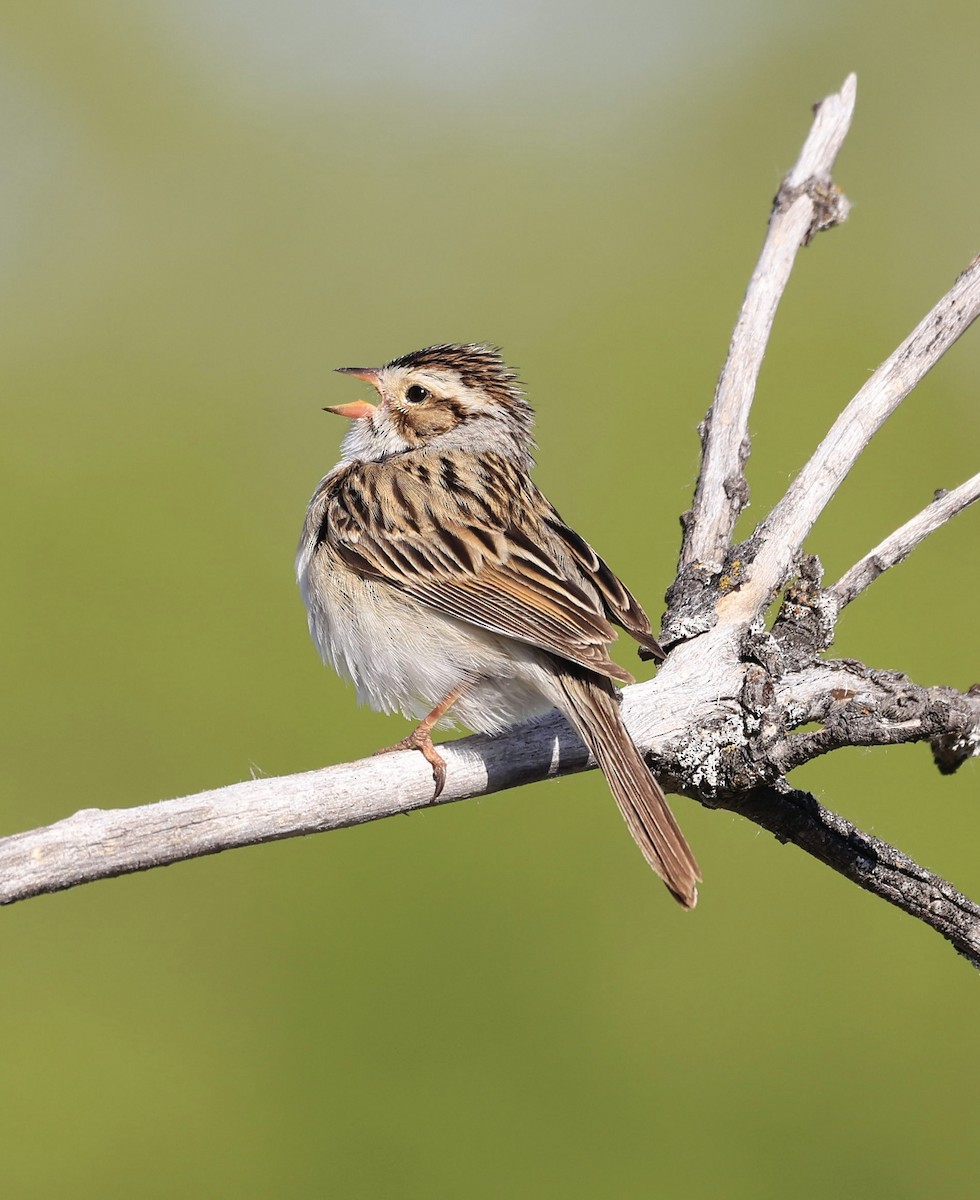 Clay-colored Sparrow - ML620321474