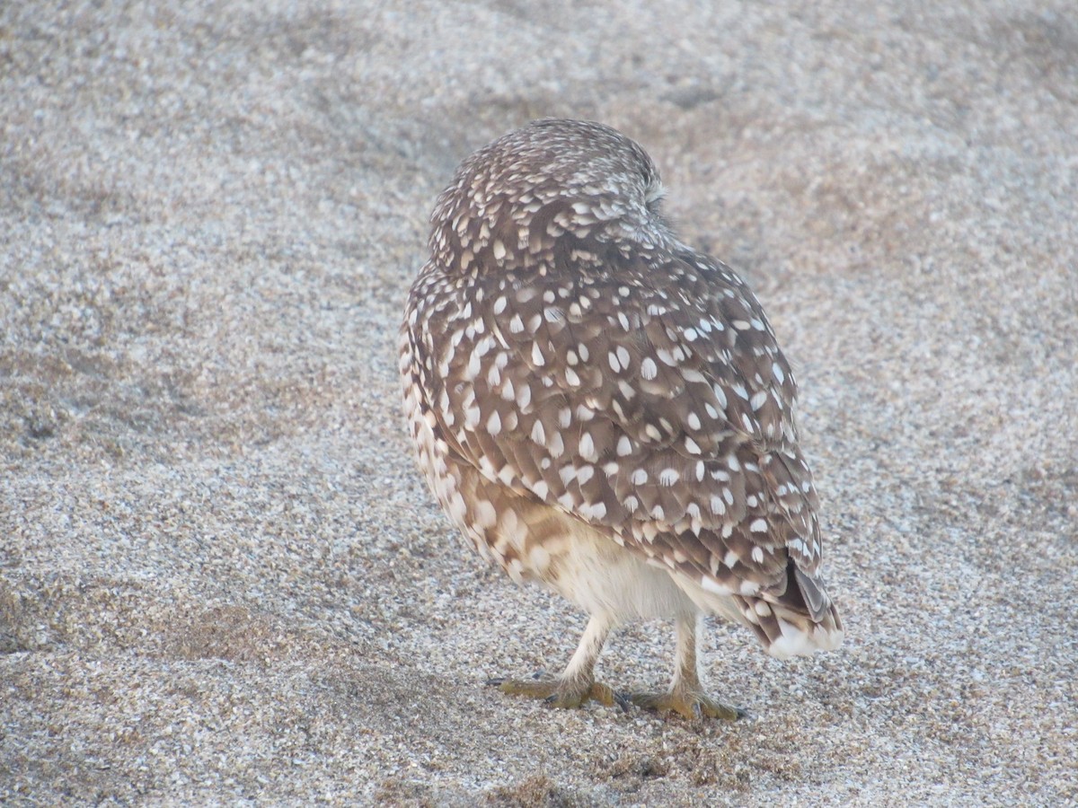 Burrowing Owl - ML620321481