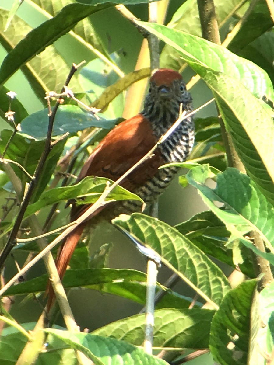 Batará Vermiculado - ML620321491