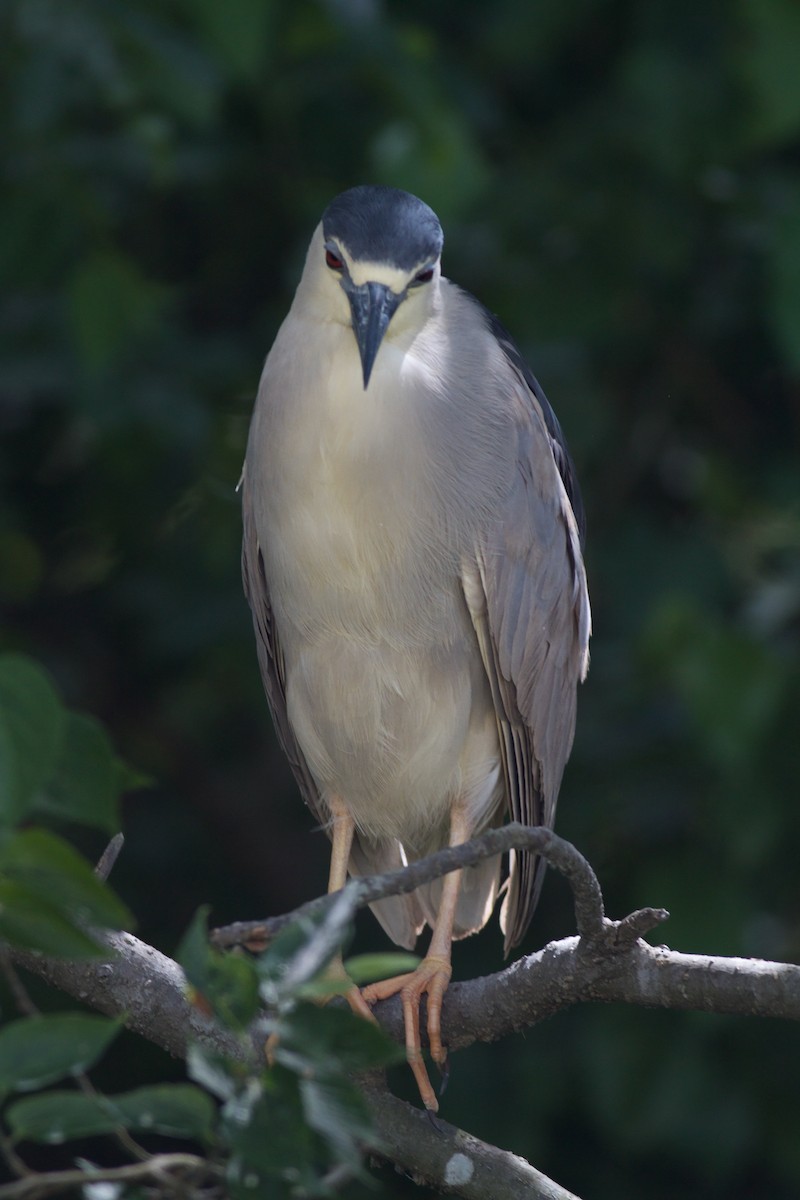 Black-crowned Night Heron - ML620321494