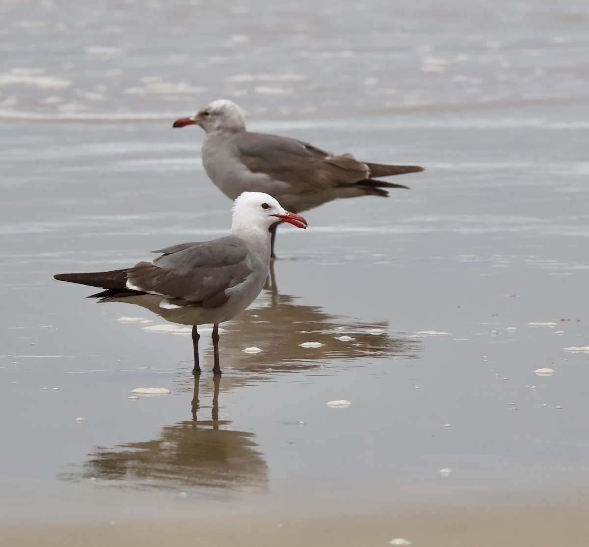 Heermann's Gull - ML620321498