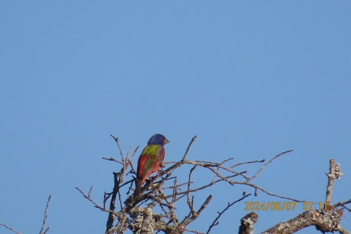 Painted Bunting - ML620321501
