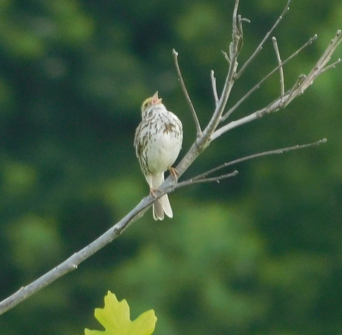 Savannah Sparrow - ML620321504