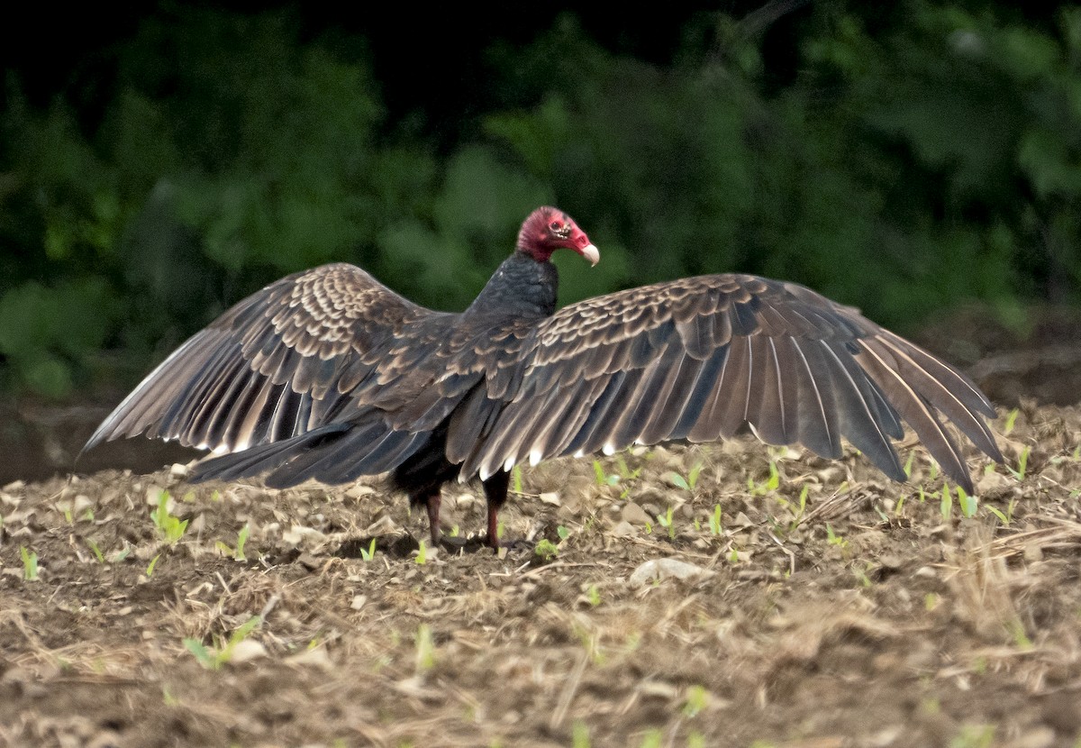 Turkey Vulture - ML620321512