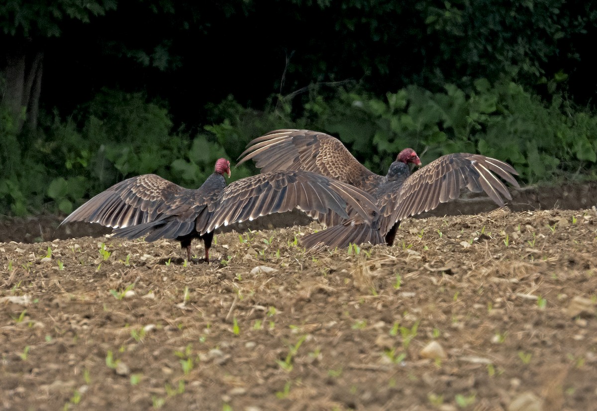 Turkey Vulture - ML620321526