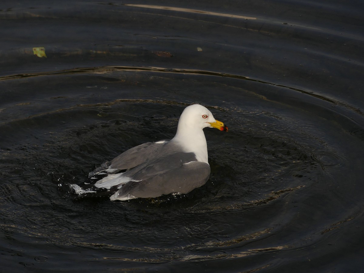 Black-tailed Gull - ML620321536