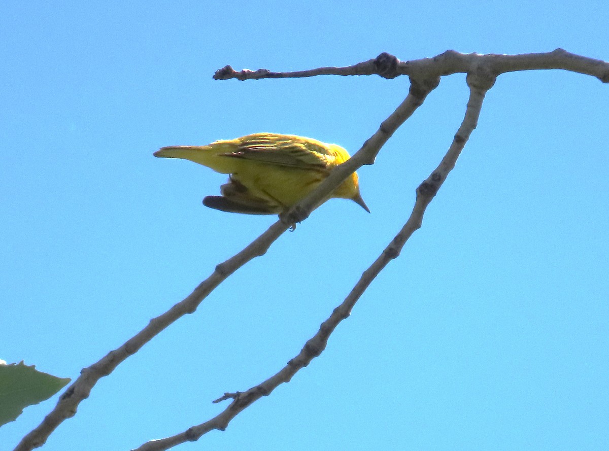 Yellow Warbler - ML620321544