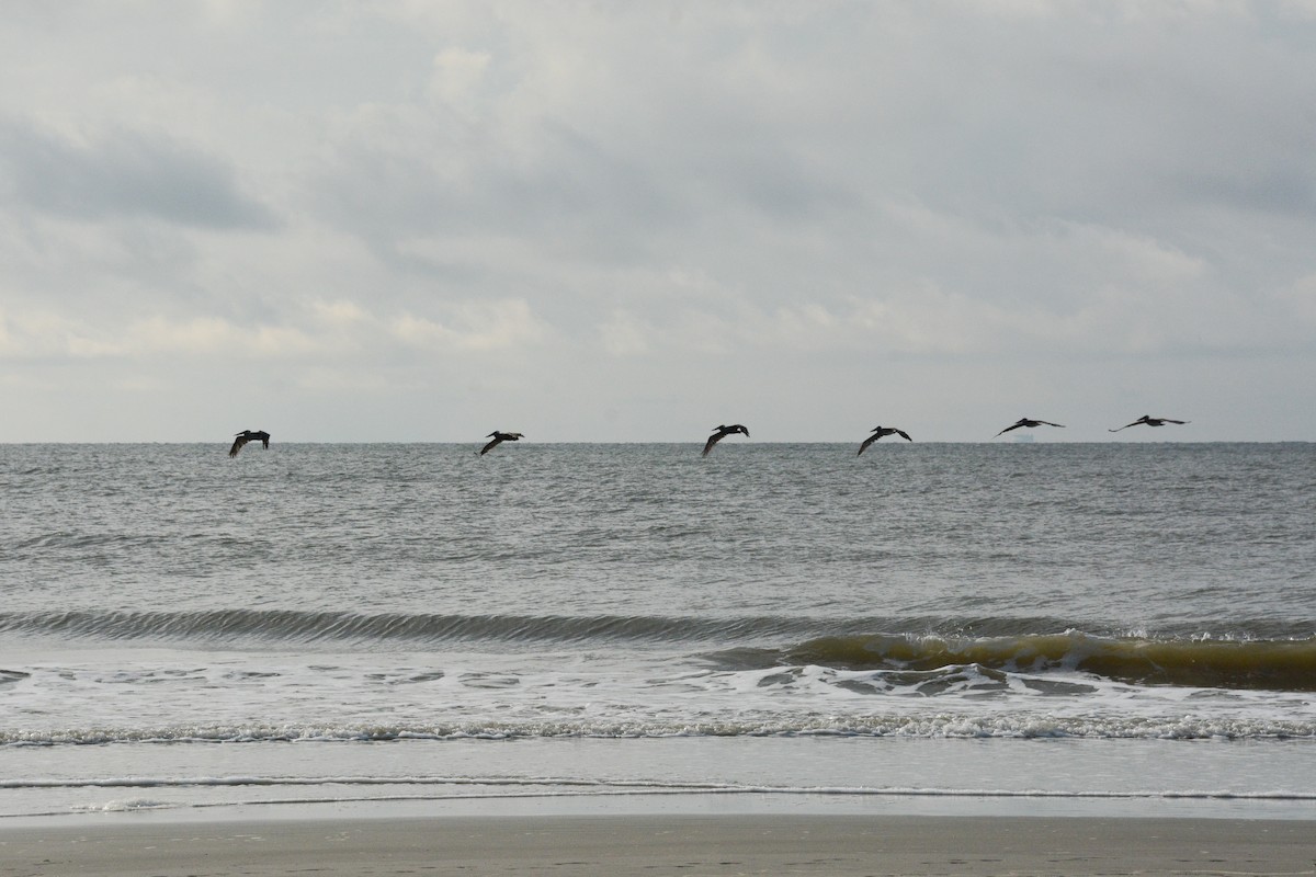 Brown Pelican - ML620321552