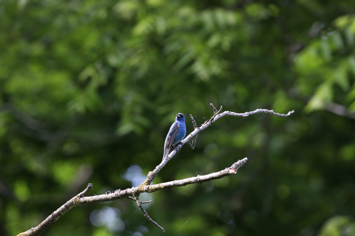 Indigo Bunting - ML620321555