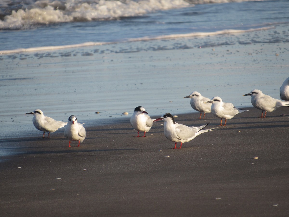 South American Tern - ML620321568